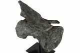 Dinosaur (Camarasaurus) Caudal Vertebra - Metal Stand #77928-5